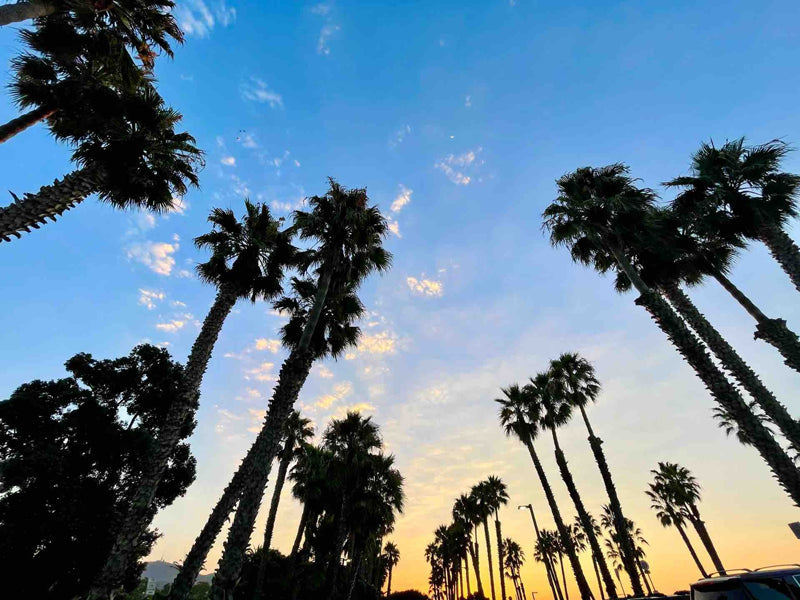 カリフォルニアに行ってきますキャンペーン開催！